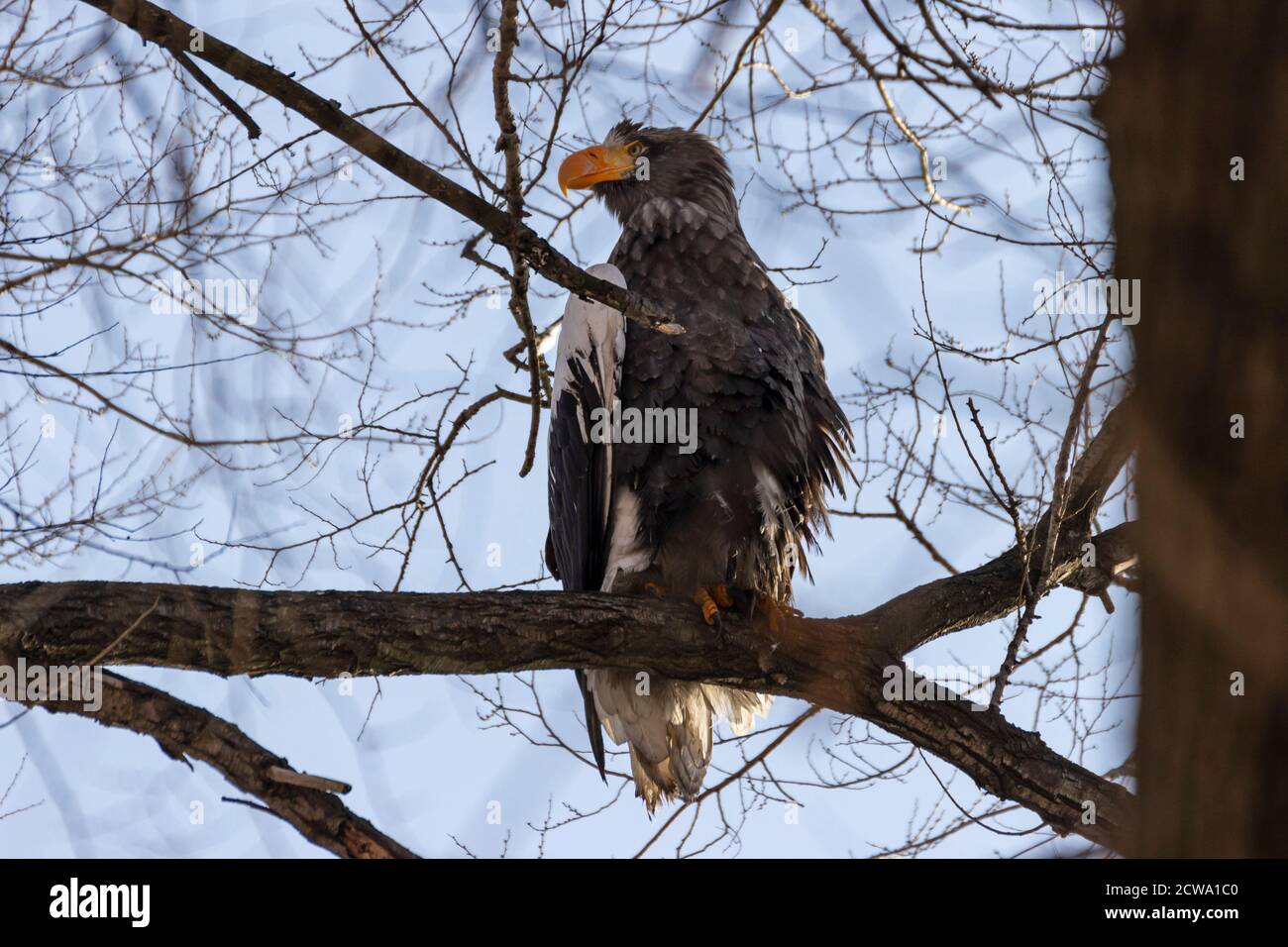 Biggest sea eagle hi-res stock photography and images - Alamy