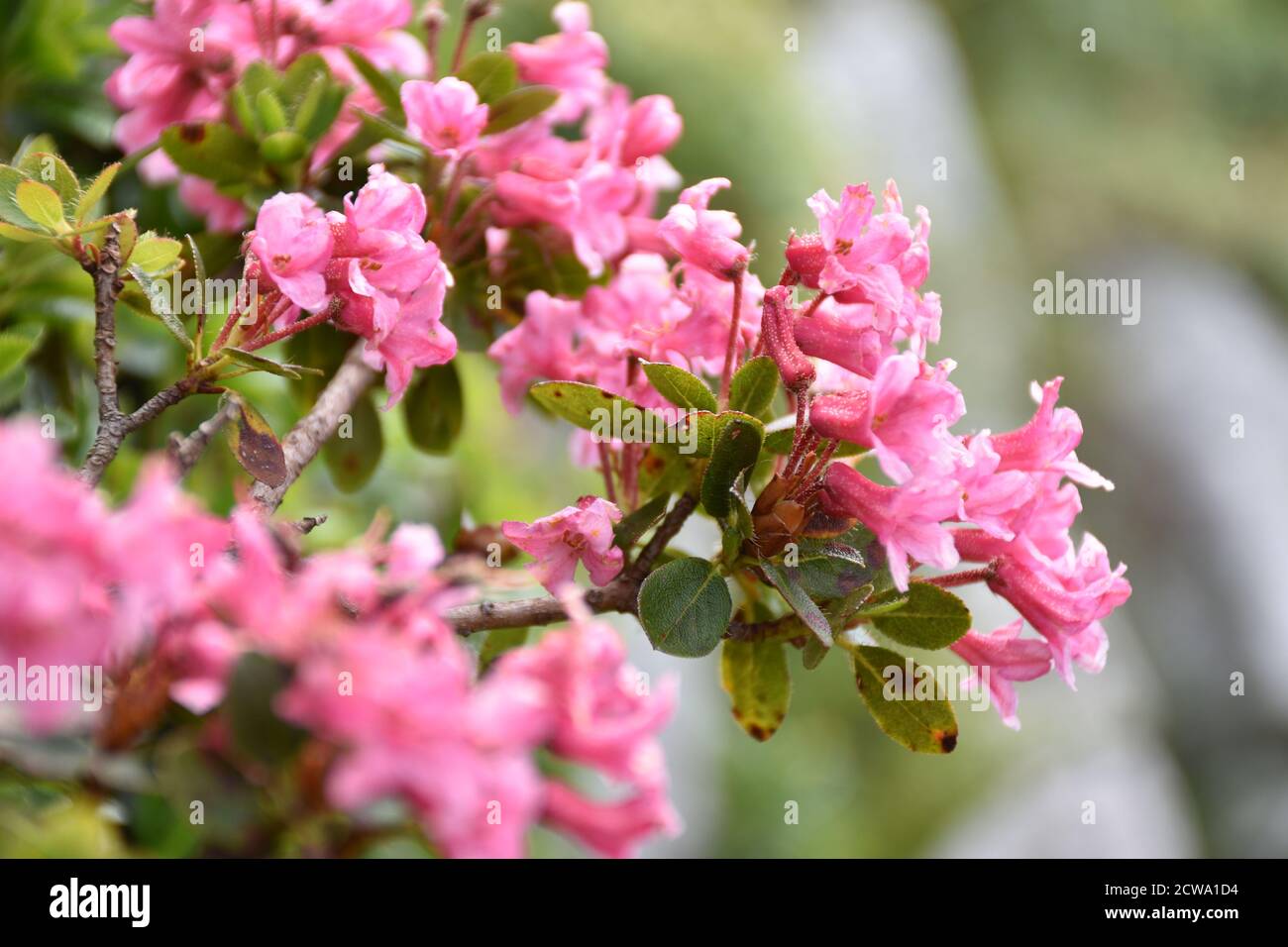 Rhododendron hirsutum, the hairy alpenrose, in the limestone mountains of the Eastern Alps in Austria. Stock Photo