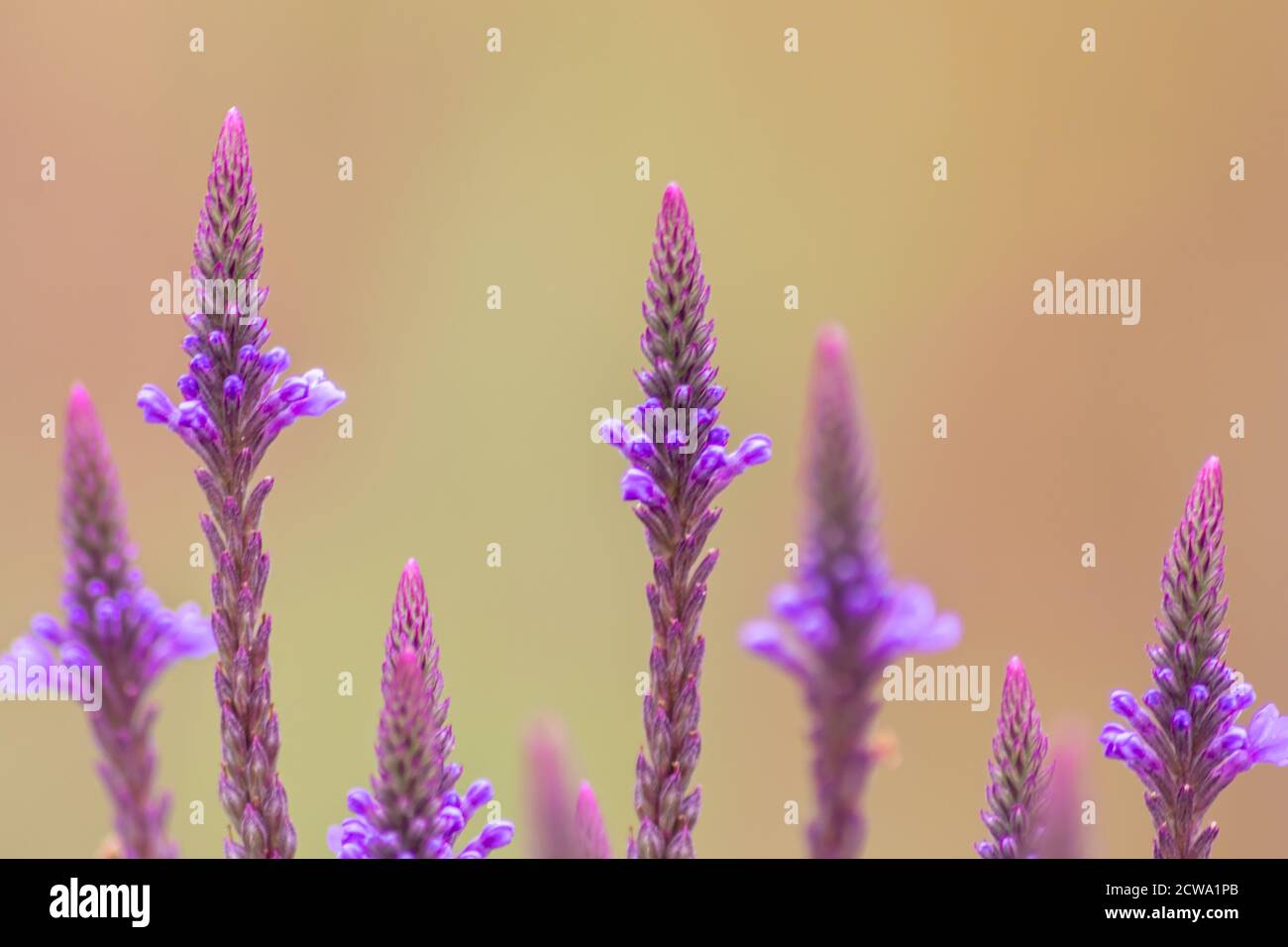 Portrait of beautiful pink-purple blossoms with intense shining yellow pistils show the beauty of spring and the filigree flowers in full blow Stock Photo