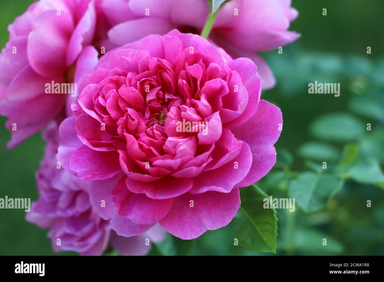 pink english rose Princess Anne macro Stock Photo Alamy