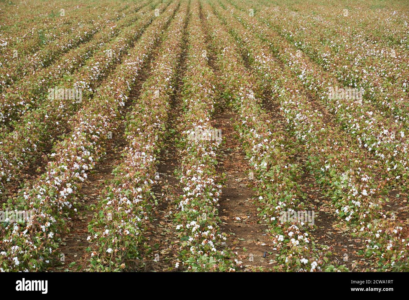 cotton plantation in Puebla de Cazalla, Seville. Andalucia, Spain Stock Photo