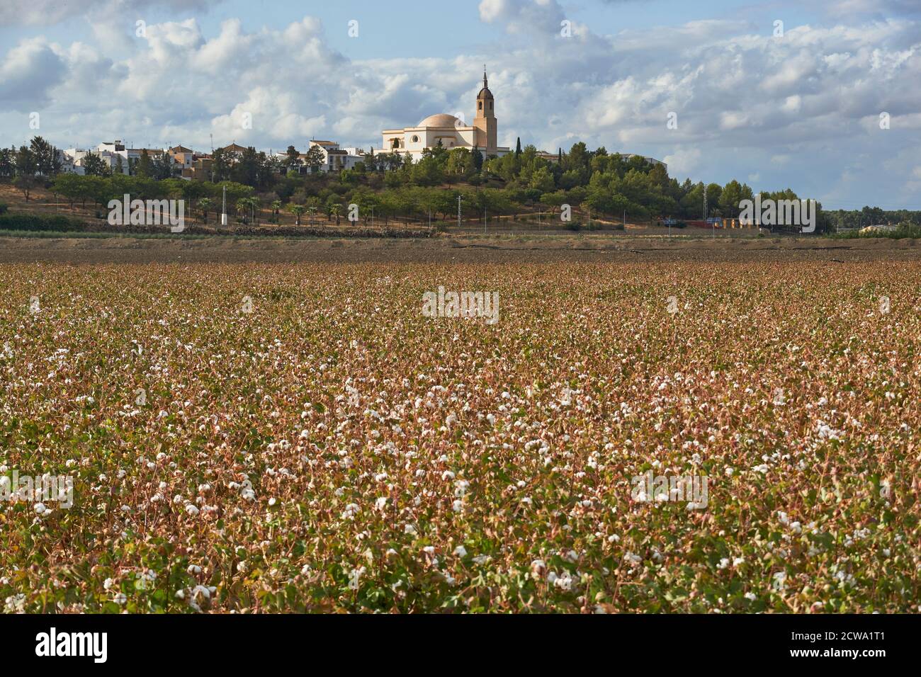 Cotton farming seville hires stock photography and images Alamy