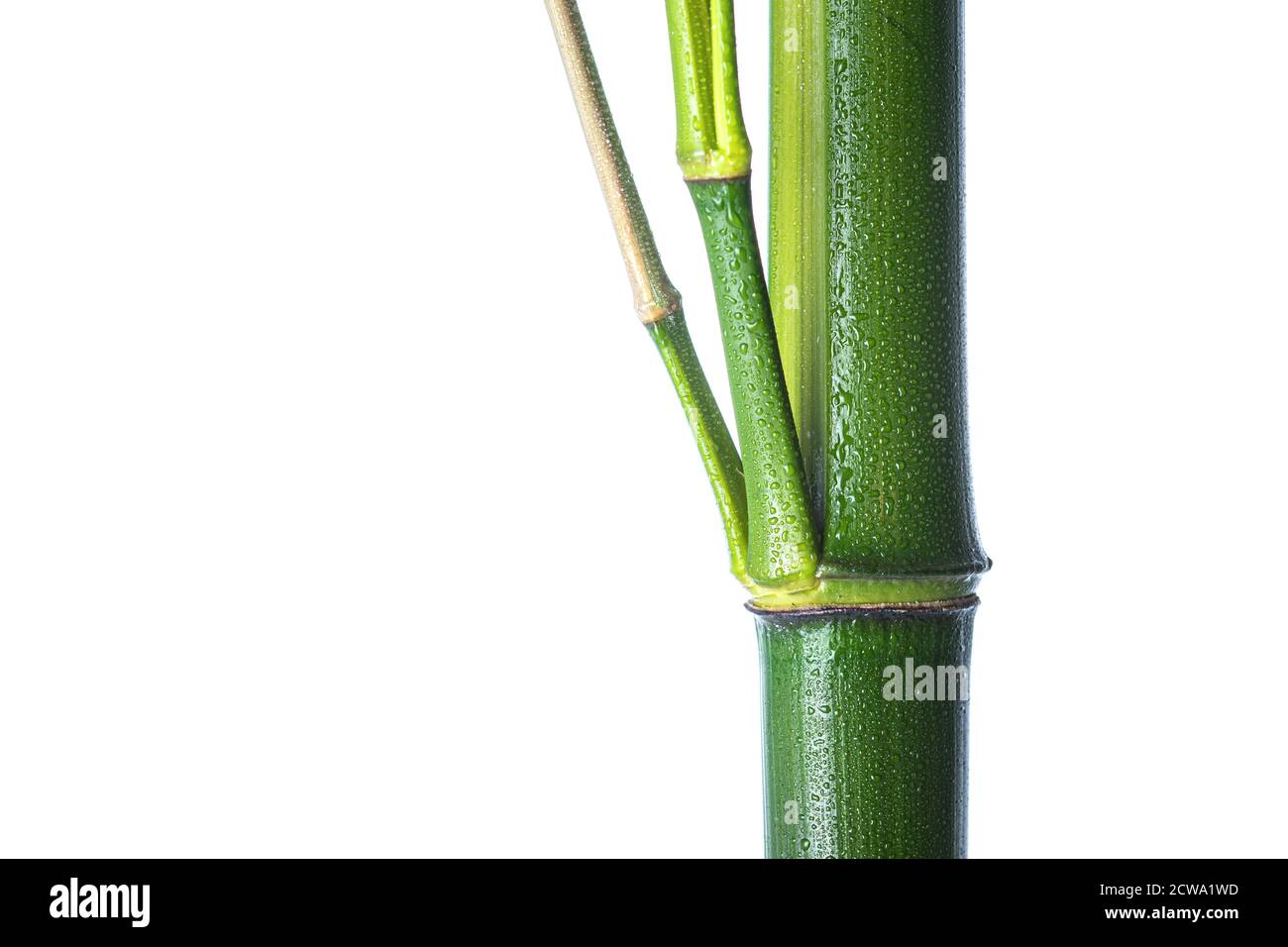 Wet bamboo Cut Out Stock Images & Pictures Alamy