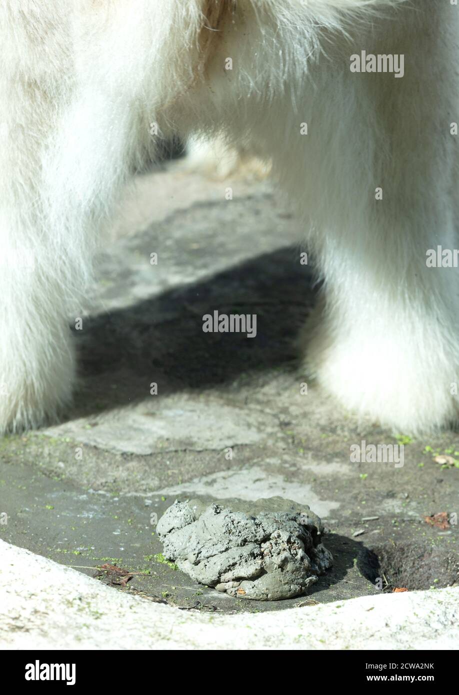 Poo bear hi-res stock photography and images - Alamy