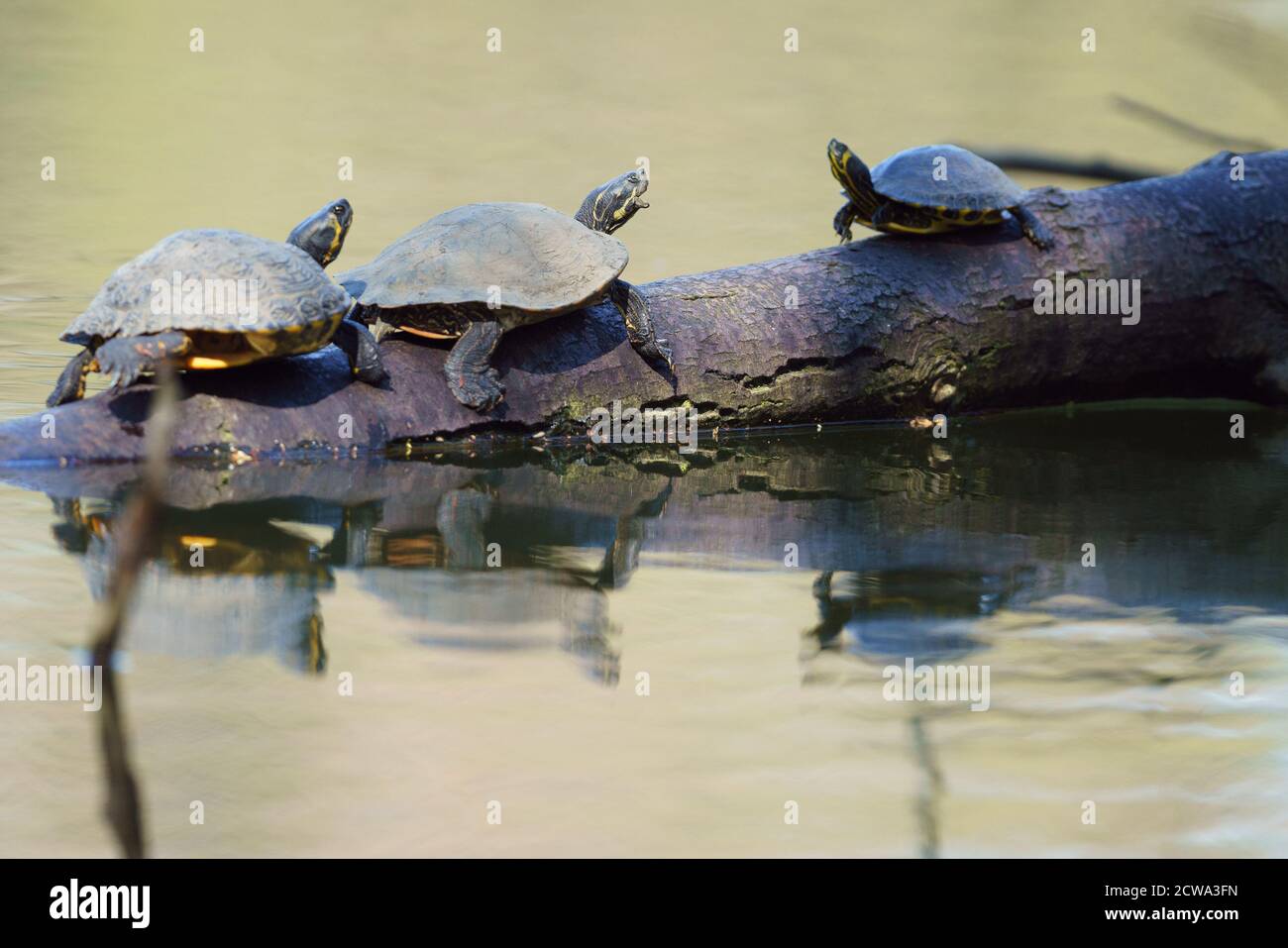 Turtle on a tree in water in a row Stock Photo