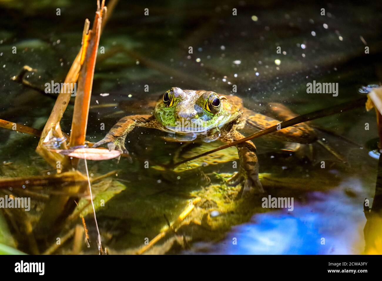 Frog in water in a park in Los Angeles Stock Photo