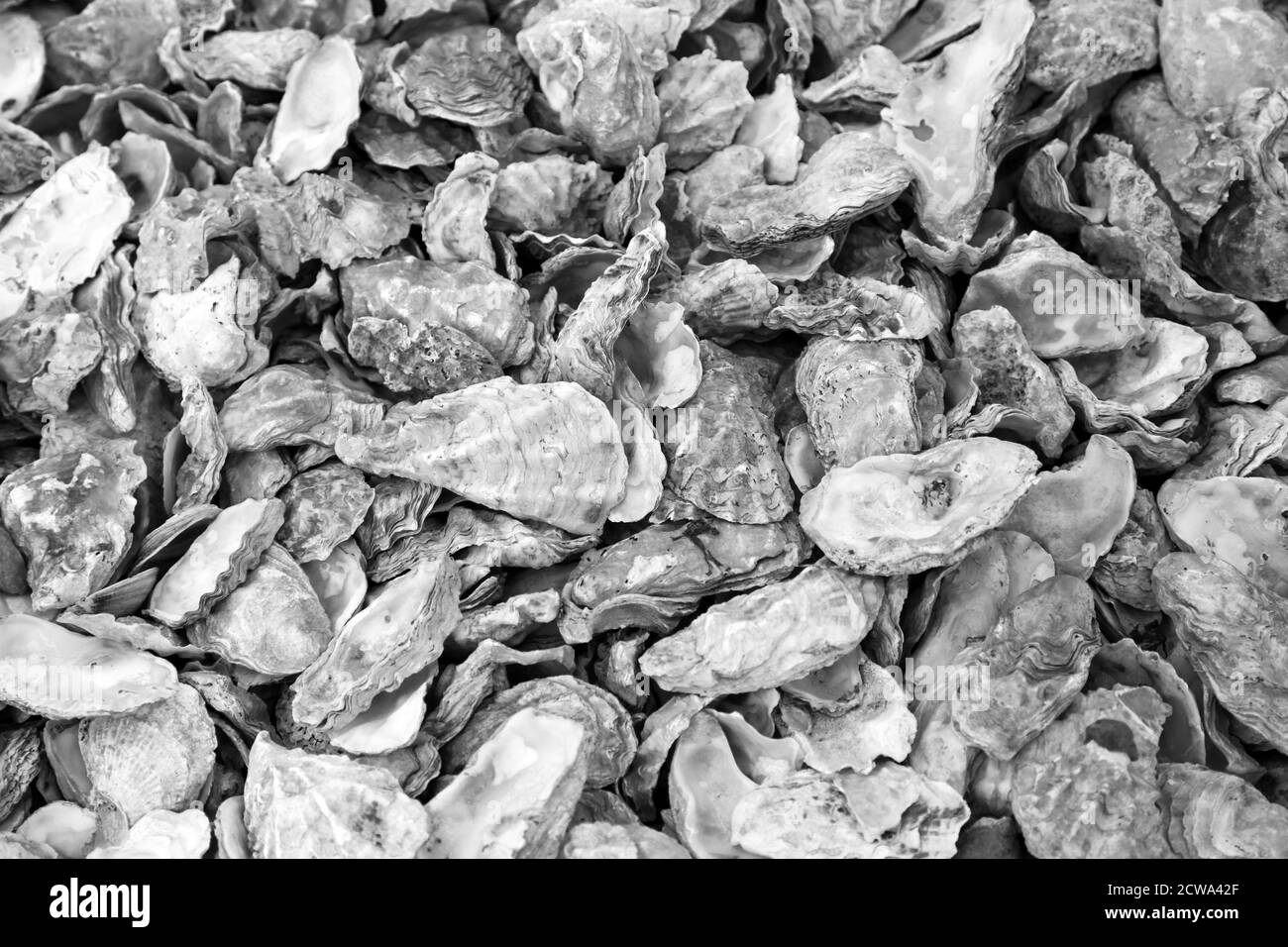 Discarded oyster shells on beach on Mersea Island, Essex Stock Photo