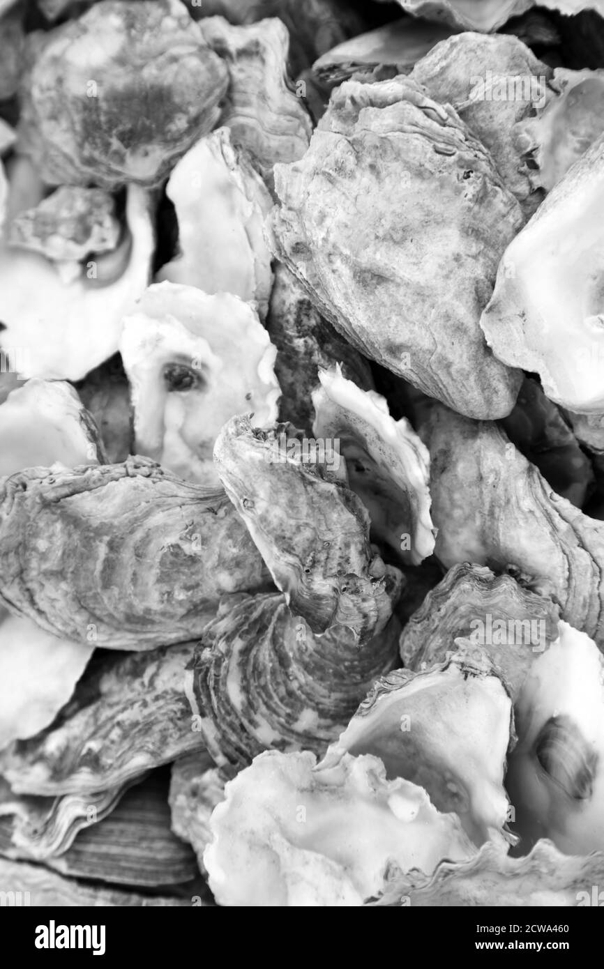 Discarded oyster shells on beach on Mersea Island, Essex Stock Photo
