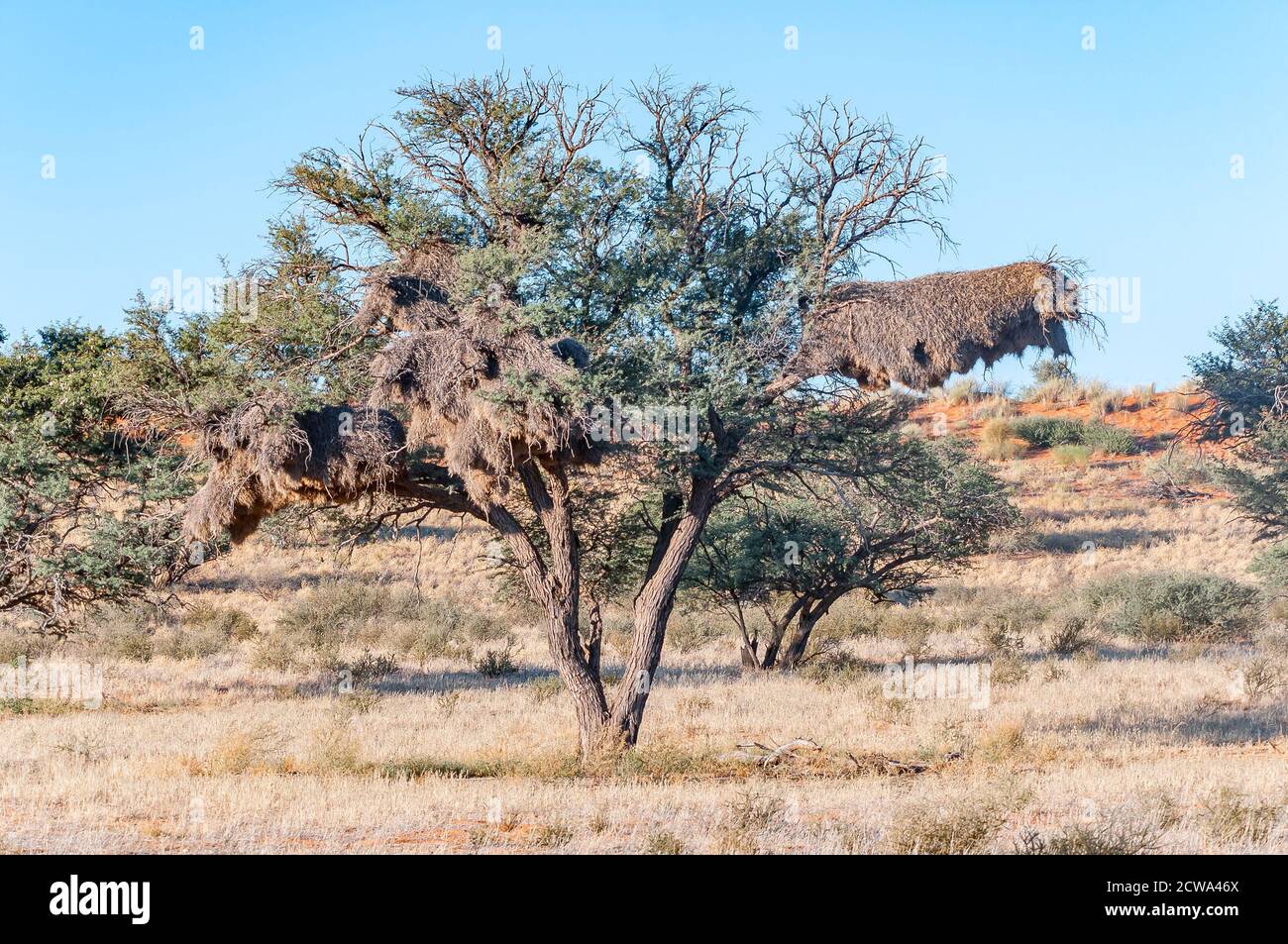 A communal bird nest in a camel-thorn tree in the arid  Kgalagadi Stock Photo