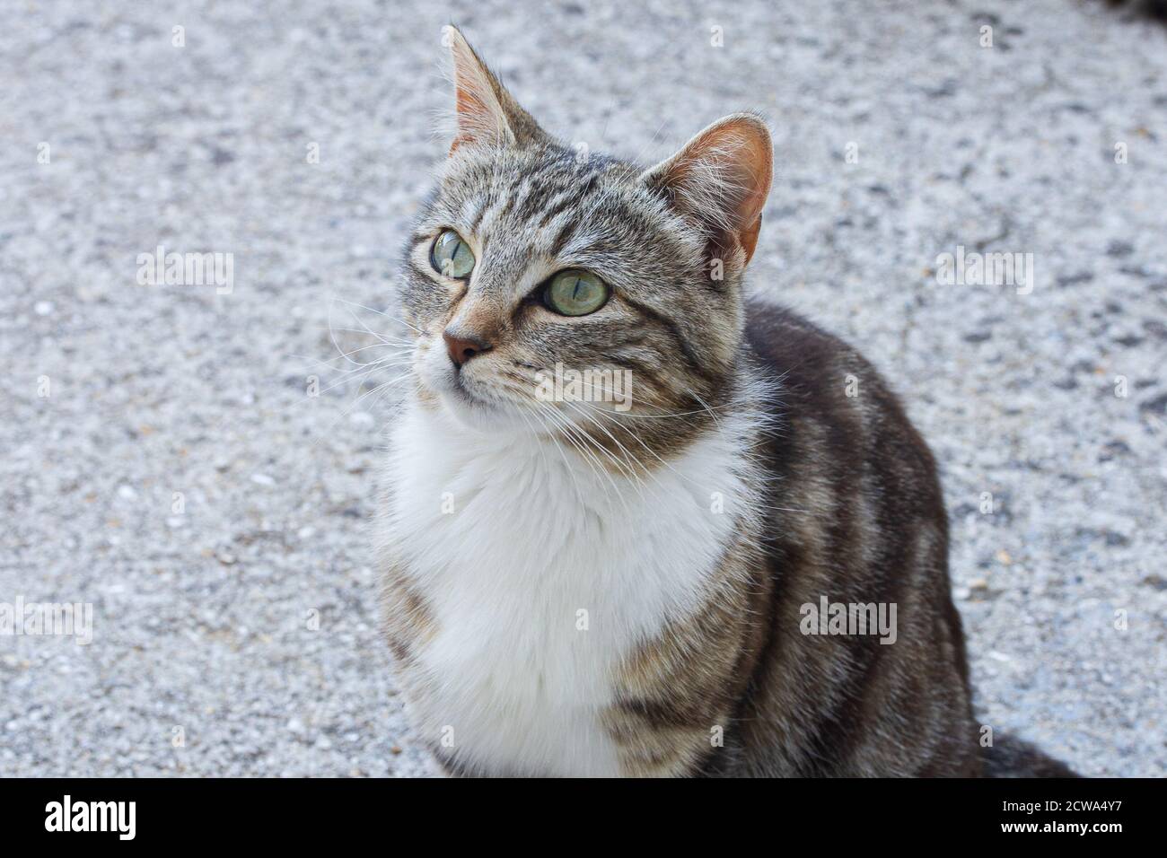 Pretty staring hi-res stock photography and images - Alamy