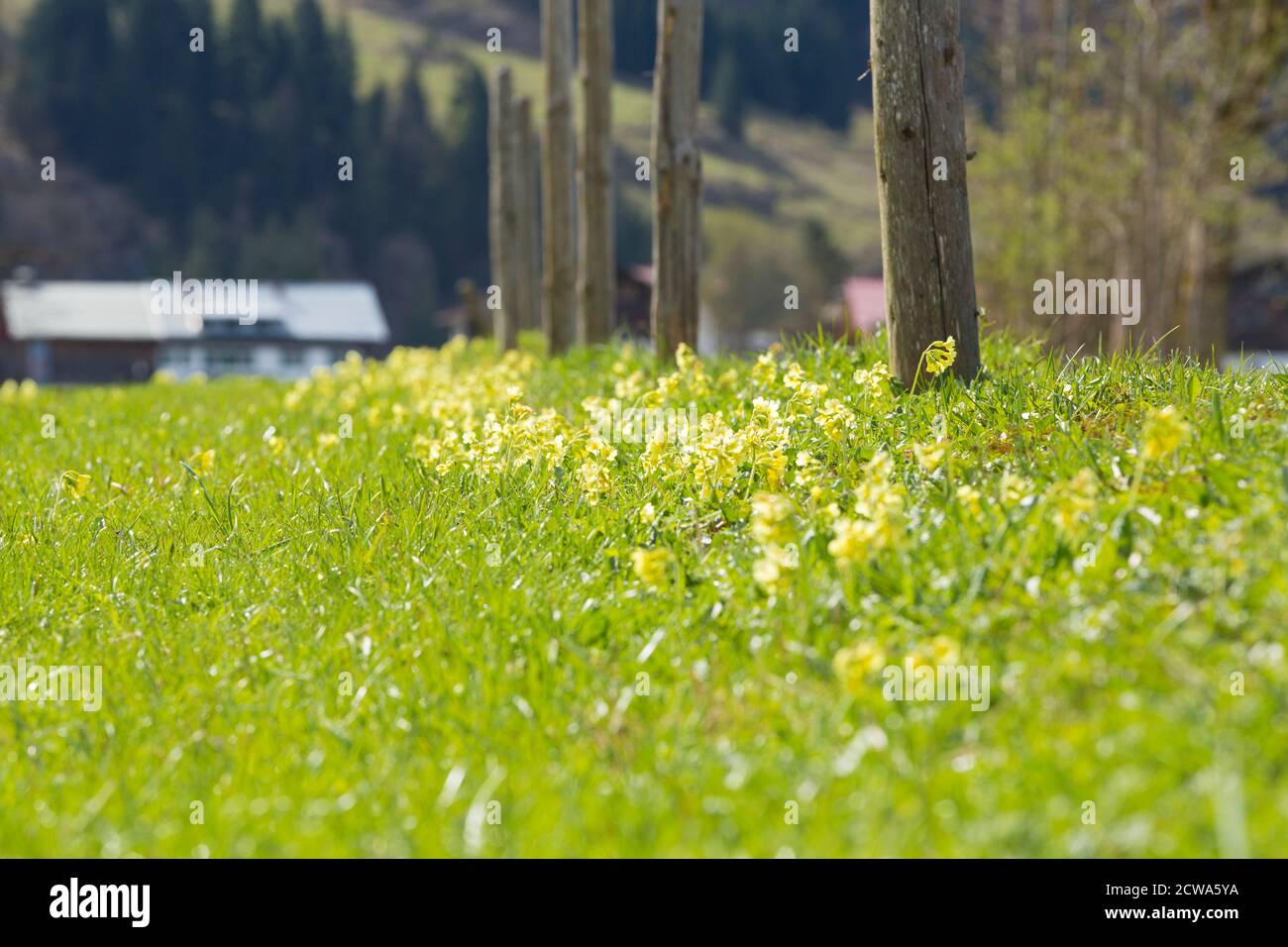 Oberstdorf, Stillachtal, Bergwiese, Blumenwiese, Bayern, Deutschland Stock Photo