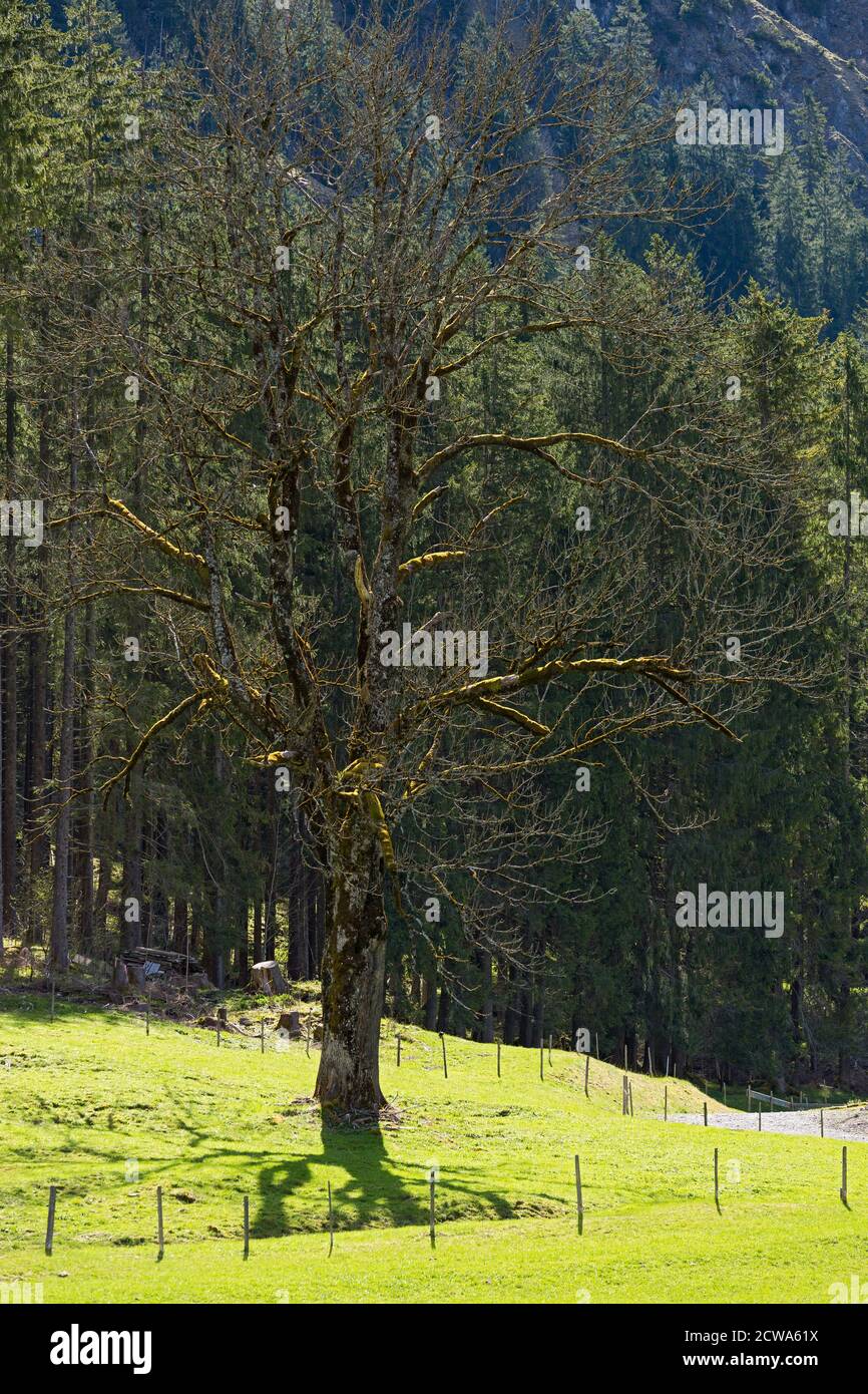 Oberstdorf, Stillachtal, Baum, bemoost, Bergwald, Bayern, Deutschland Stock Photo