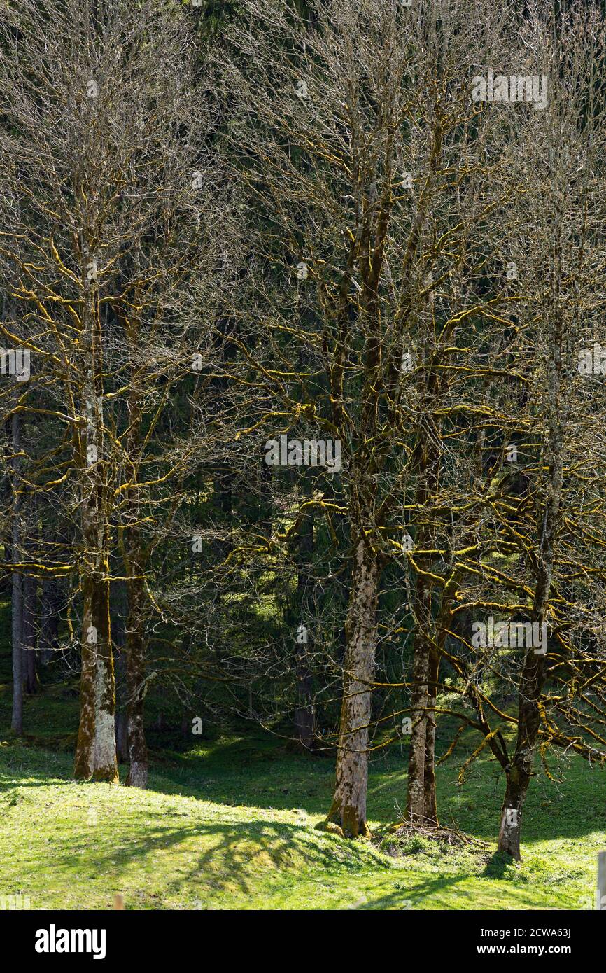 Oberstdorf, Stillachtal, Felder, Baumgruppe, Bergwald, Bayern, Deutschland Stock Photo