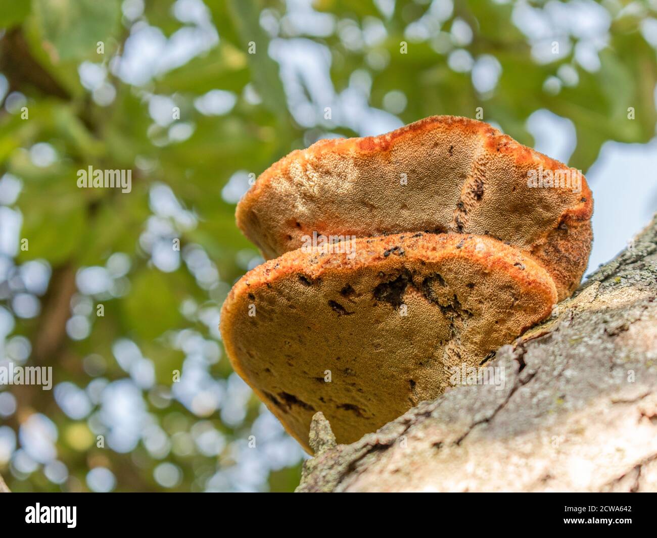 Phellinus pomaceus on plum tree, fungus disease Stock Photo