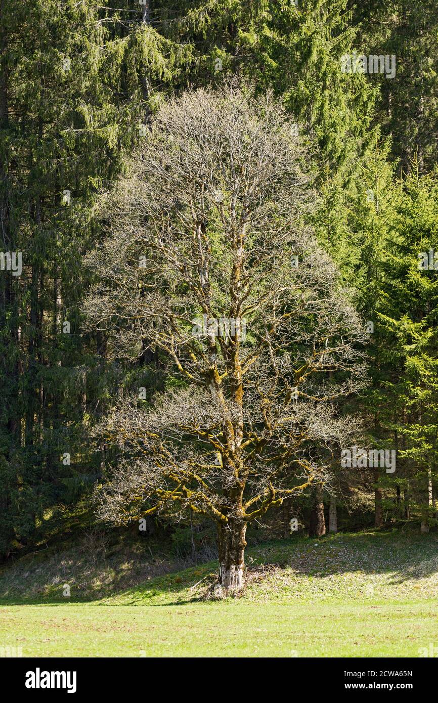 Oberstdorf, Stillachtal, Baum, bemoost, Bergwald, Bayern, Deutschland Stock Photo