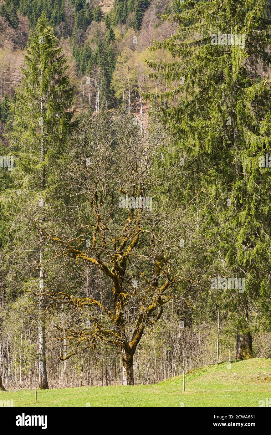 Oberstdorf, Stillachtal, Baum, bemoost, Bergwald, Bayern, Deutschland Stock Photo