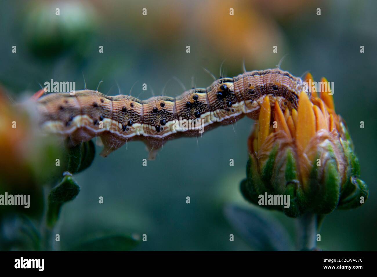 Chrysanthemum with caterpillar hires stock photography and images Alamy
