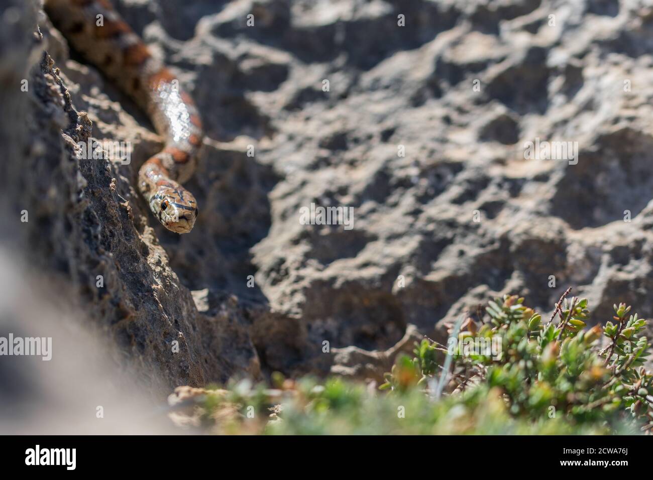 Coiled in stones hi-res stock photography and images - Alamy