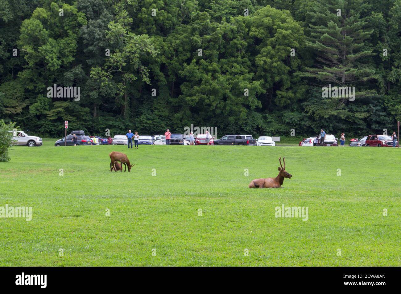 Gatlinburg, Tennessee, USA - August 12, 2020: Large group of tourists viewing elk herd at the Ocanaluftee Visitors Center in the Great Smoky Mountains Stock Photo