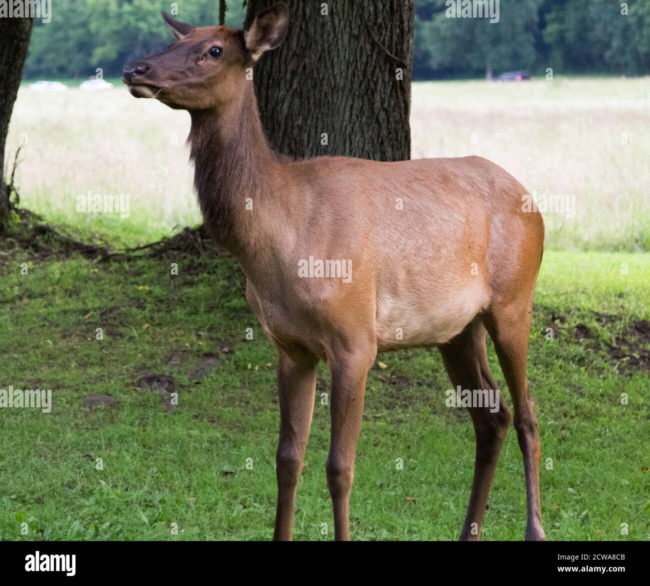 Wildlife Watching In The Great Smoky Mountains National Park. Large