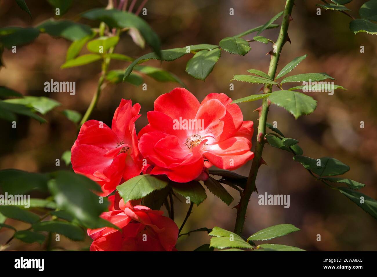 Dog Rose, rosa canina Stock Photo - Alamy