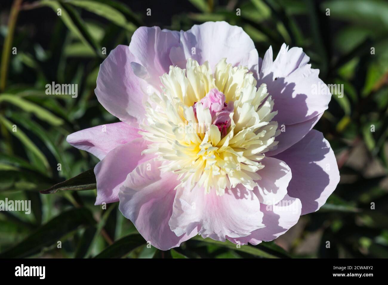 pink peony flower in a botanical garden Stock Photo - Alamy