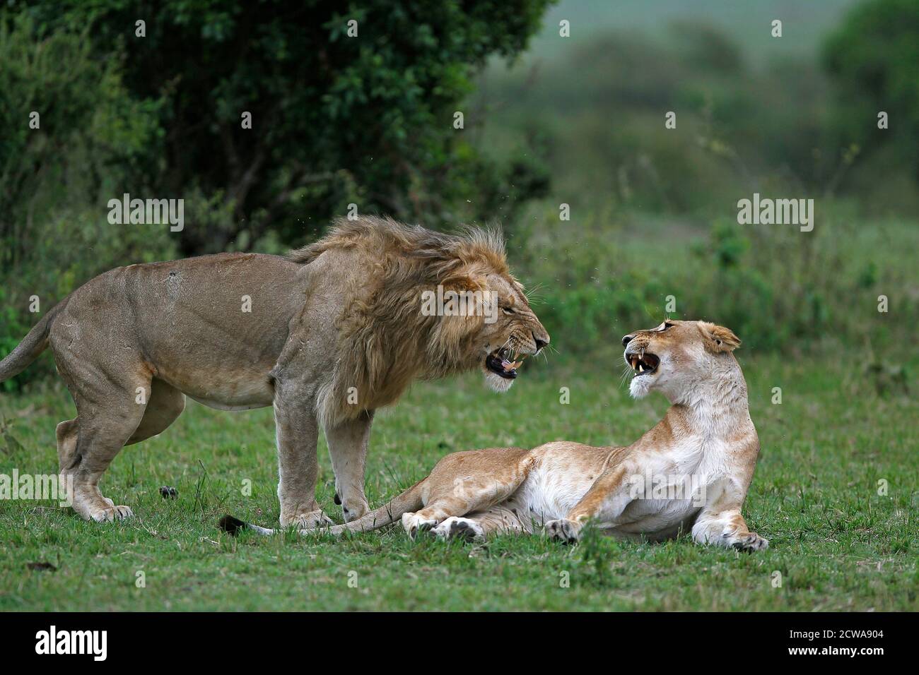 African Lion, panthera leo, Pair Mating, Masai Mara Park in Kenya Stock ...