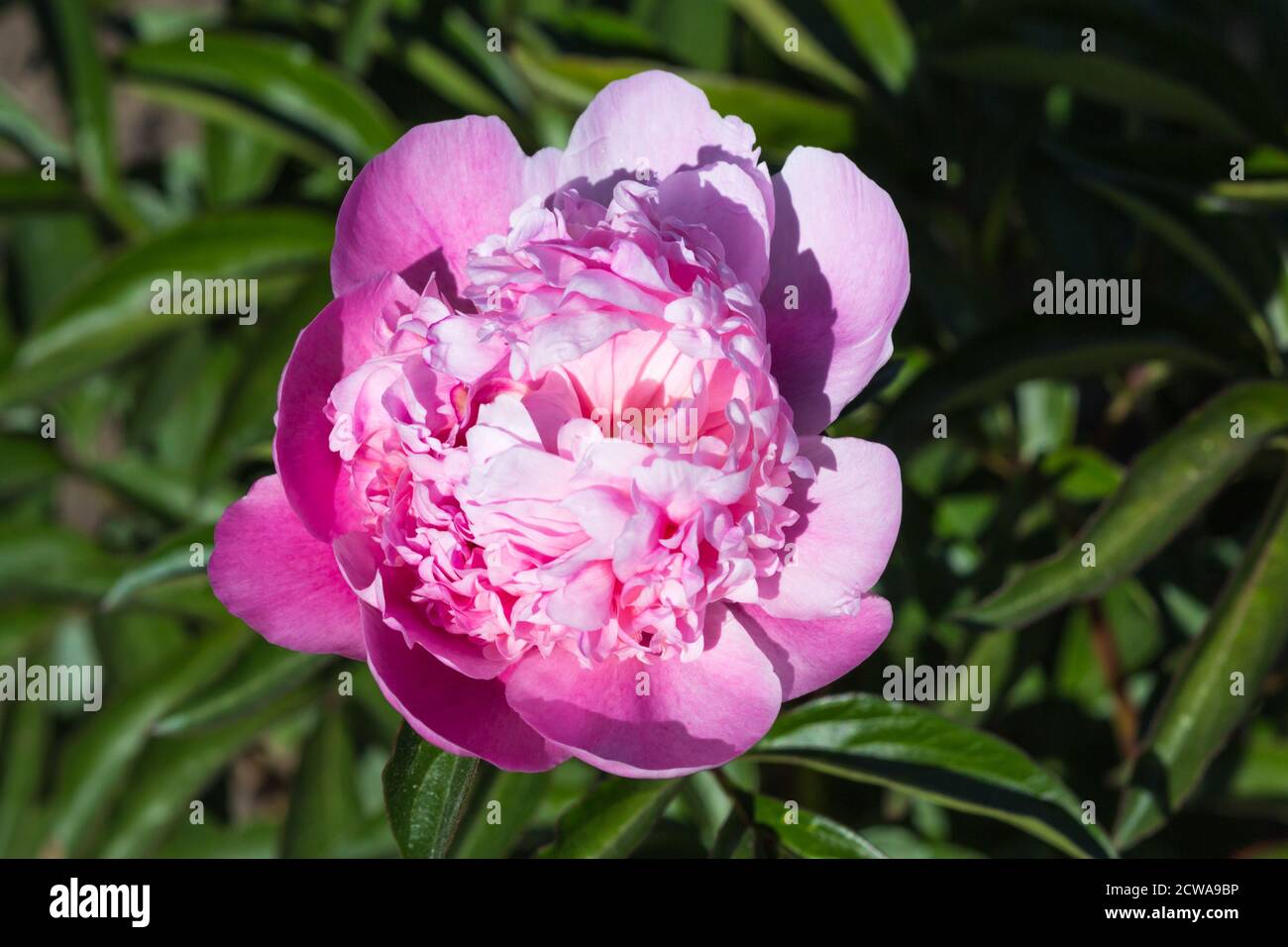 pink peony flower in a botanical garden Stock Photo - Alamy