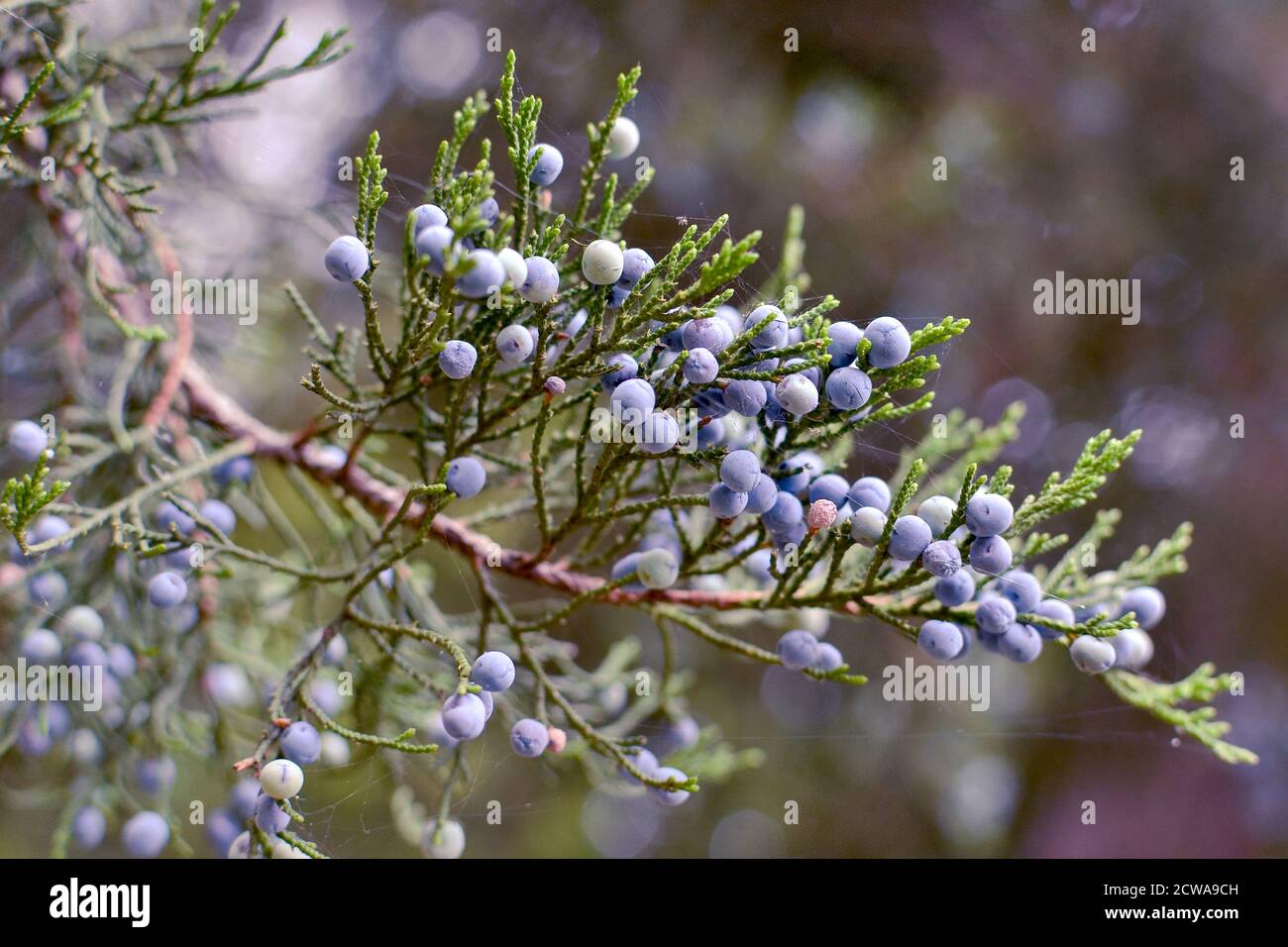 autumn and spring plants background. Christmas tree or pine with blue berries. Blue plants background. Stock Photo