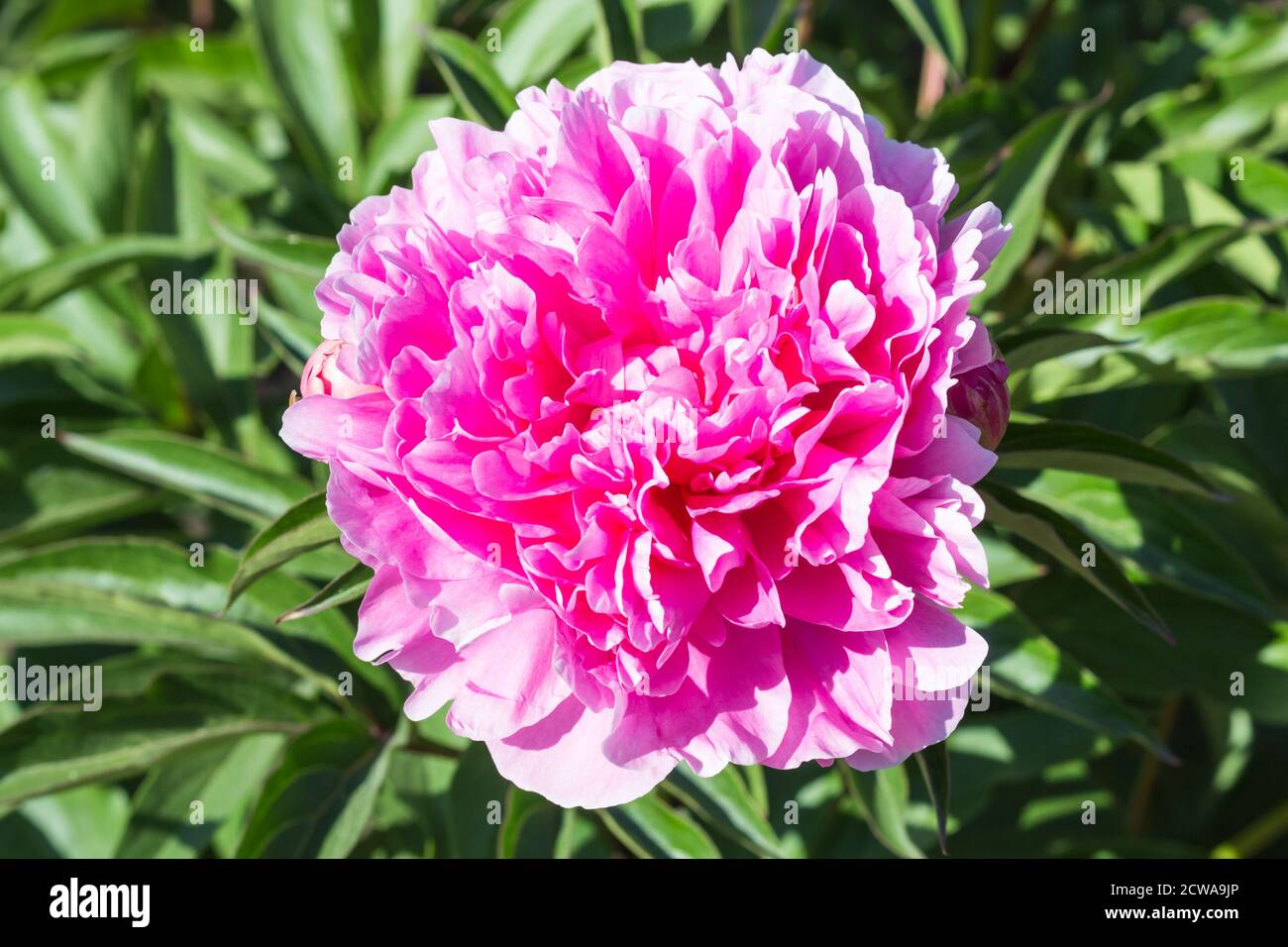 pink peony flower in a botanical garden Stock Photo - Alamy