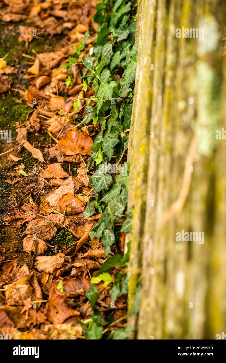 autumnal colored leaves at a wooden fence with green ivy Stock Photo ...