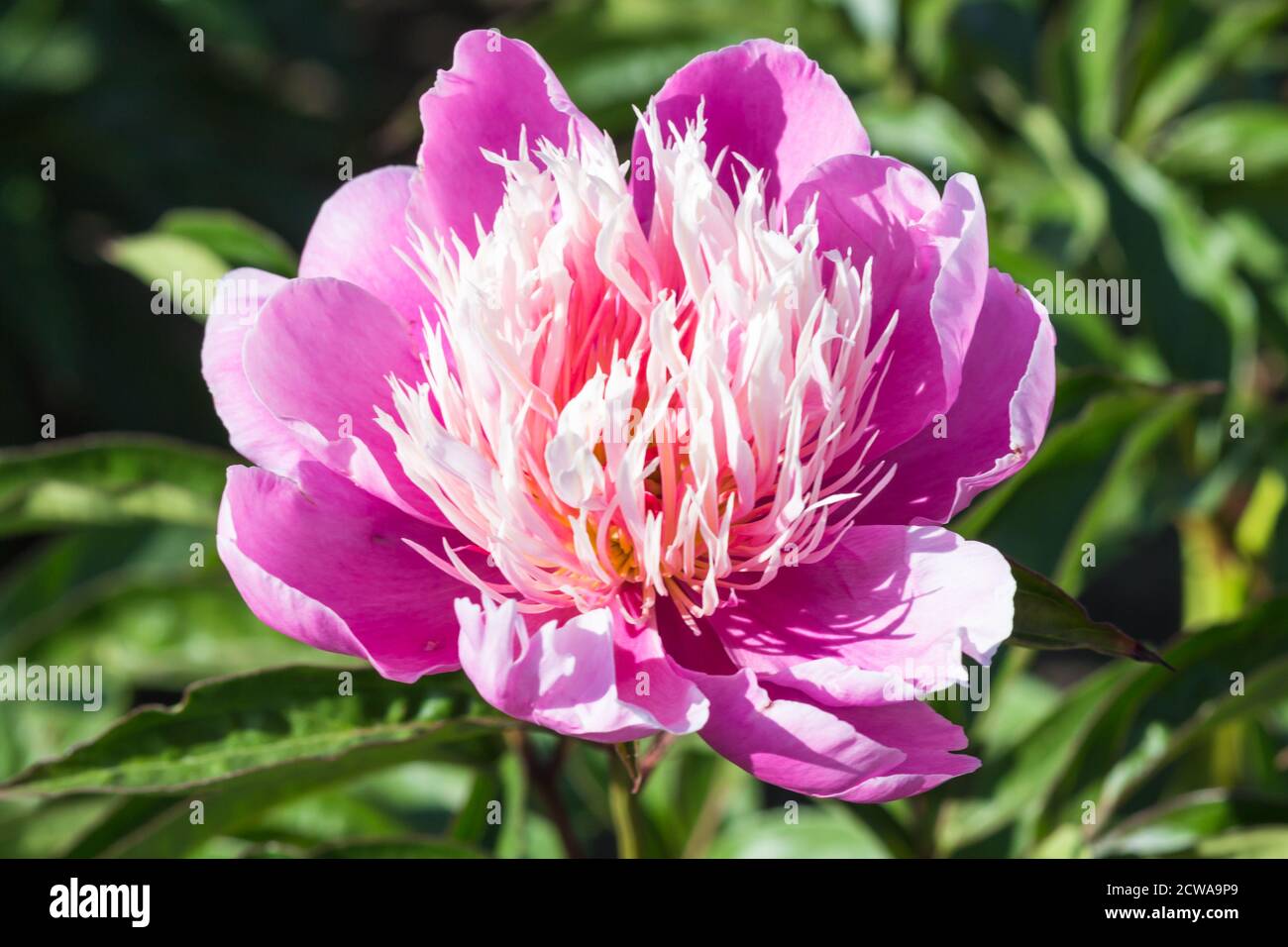 pink peony flower in a botanical garden Stock Photo - Alamy