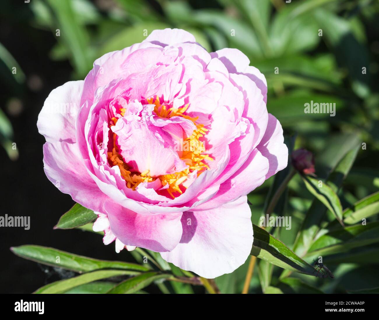 pink peony flower in a botanical garden Stock Photo - Alamy
