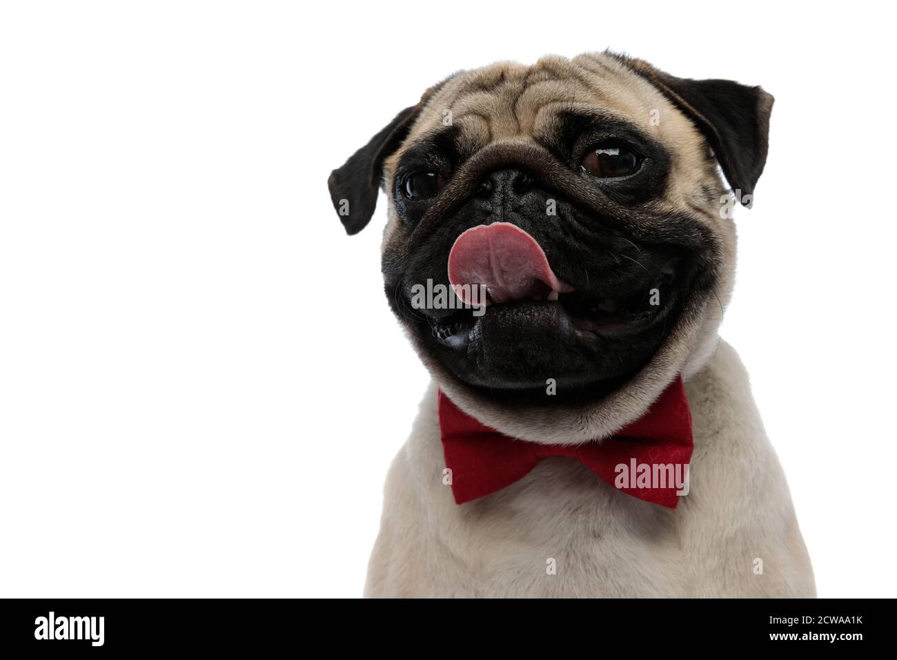 Close up of a charming pug wearing a red bow tie and panting while ...