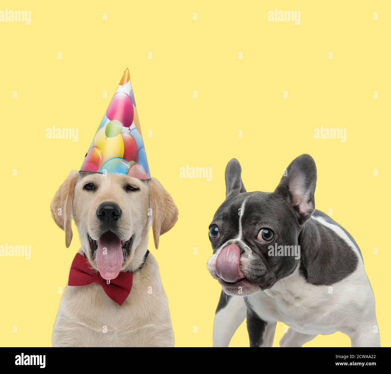 cute labrador retriever dog wearing birthday hat and bowtie sticking ...