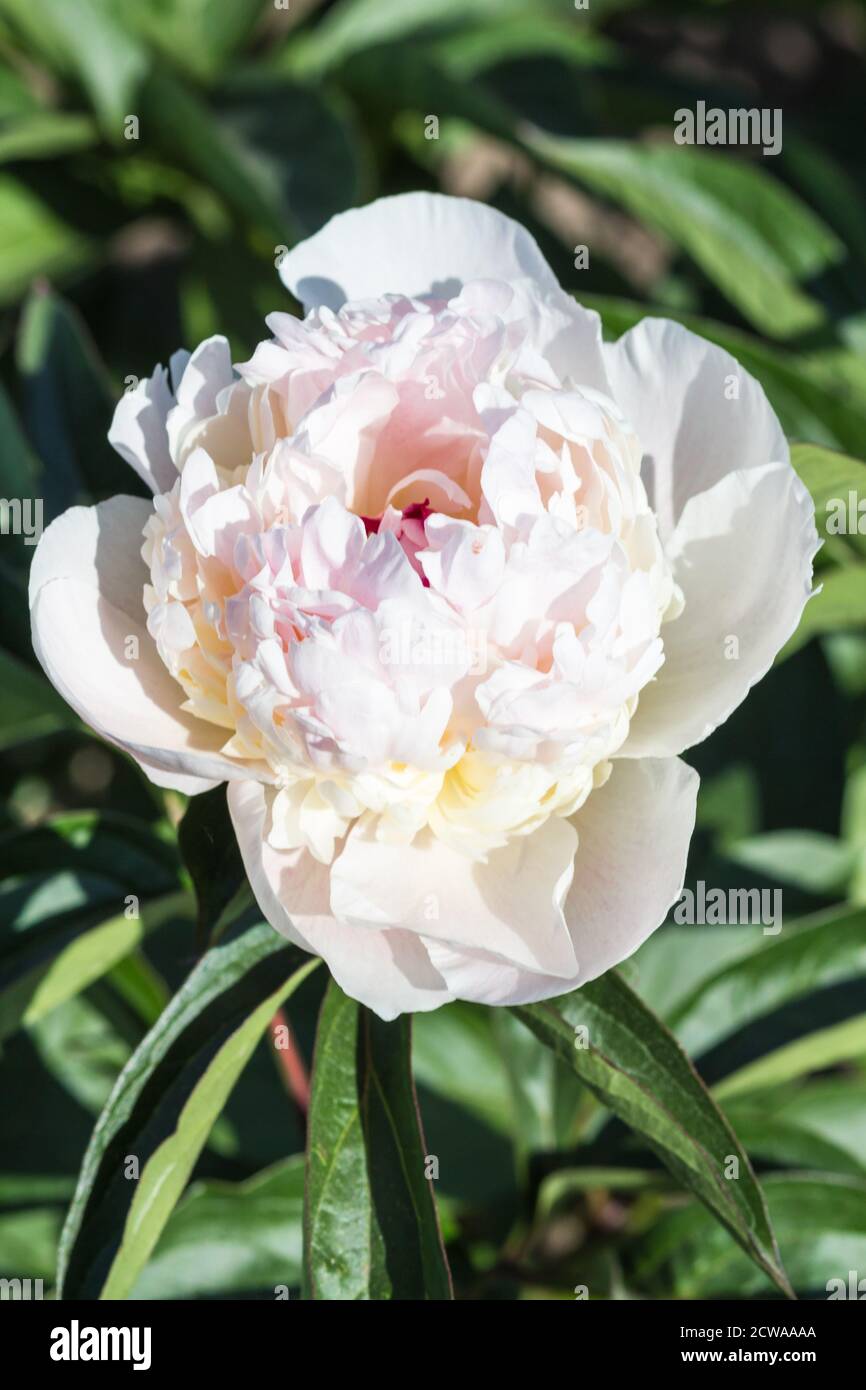 pink peony flower in a botanical garden Stock Photo - Alamy