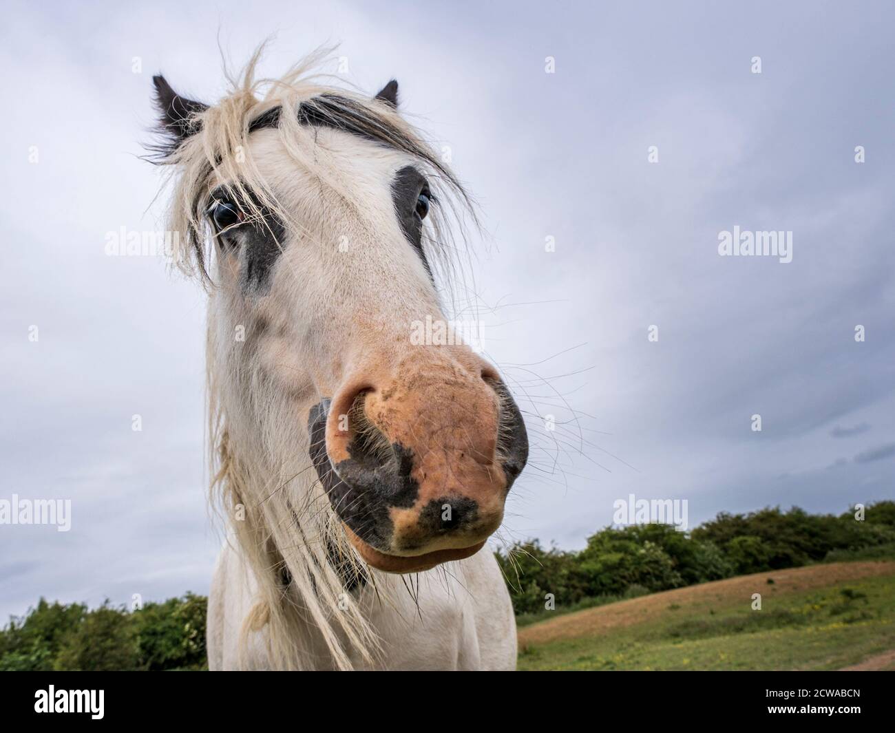 Wide angle close-up of the head of a horse in a field Stock Photo