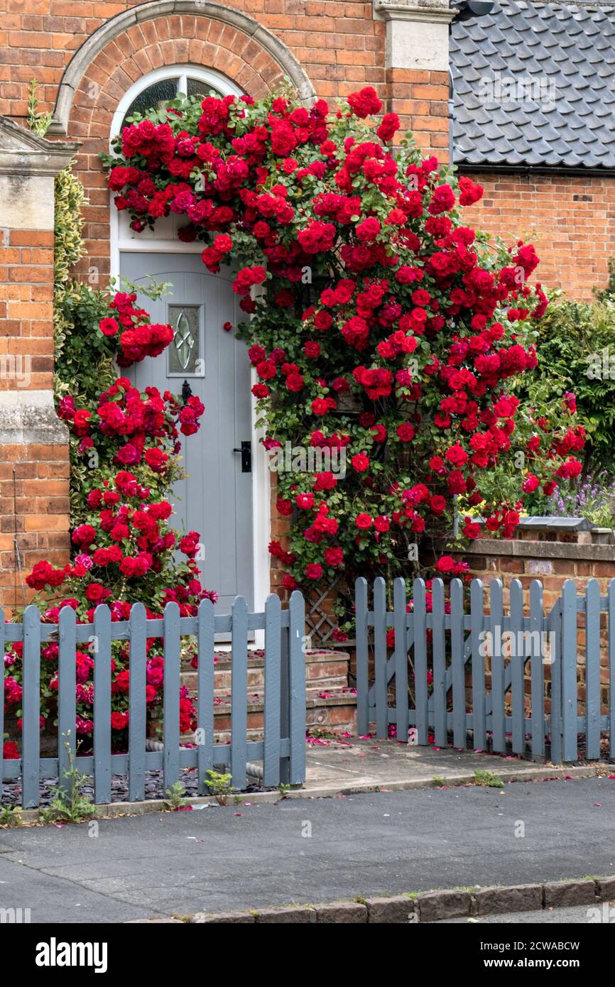 Red climbing roses around a cottage door in Great Bowden village, Leicestershire, Stock Photo