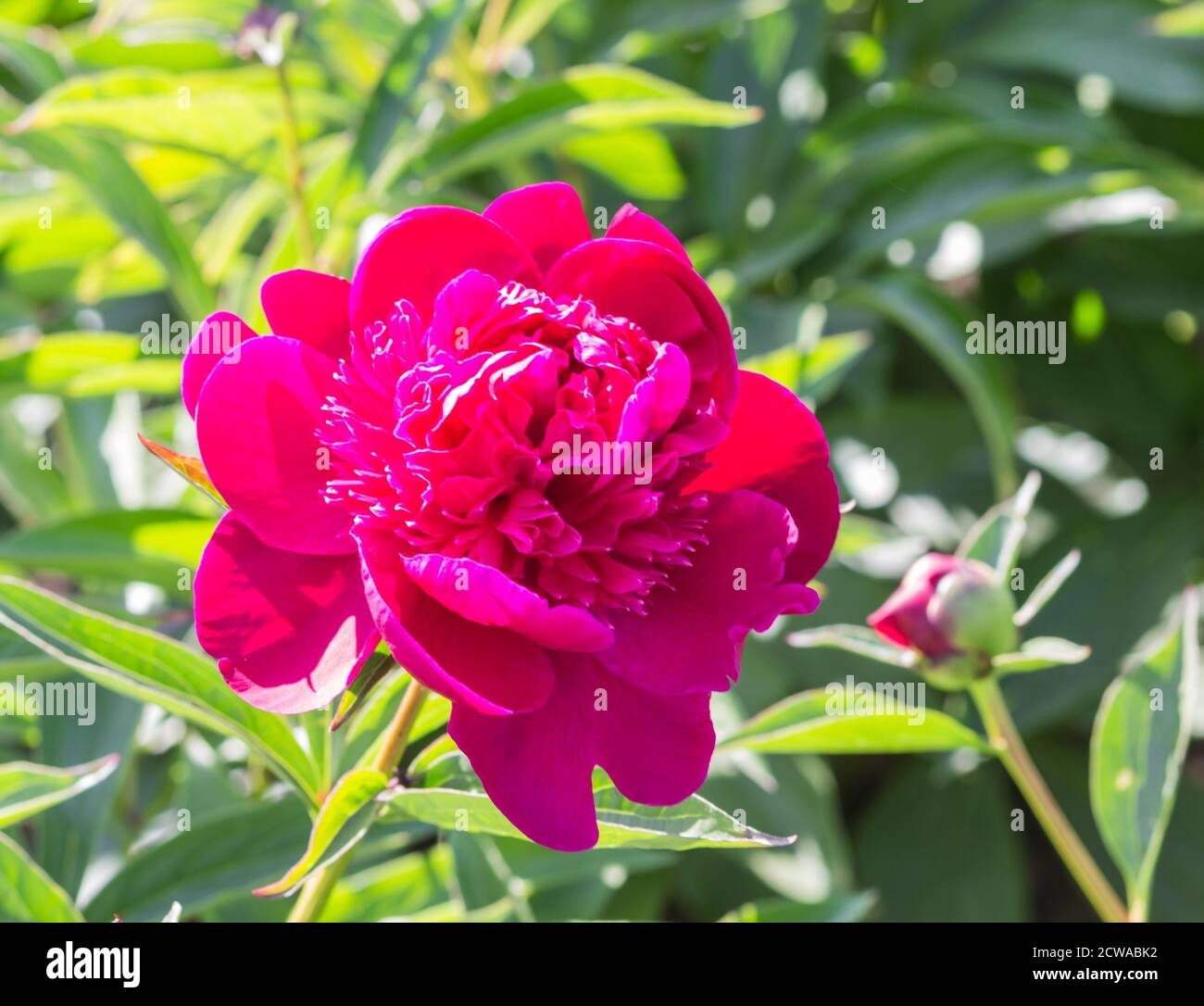 pink peony flower in a botanical garden Stock Photo - Alamy