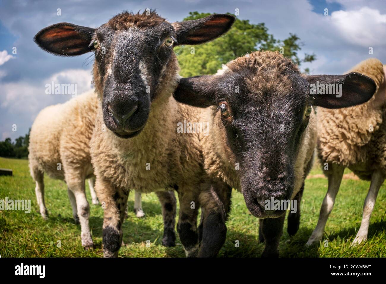 cute, inquisitive lambs peering into the camera in a field in Leicestershire Stock Photo