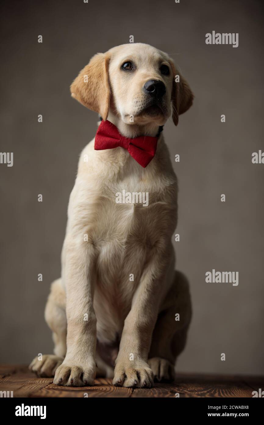 cute labrador retriever wearing red bowtie and looking up side, sitting ...