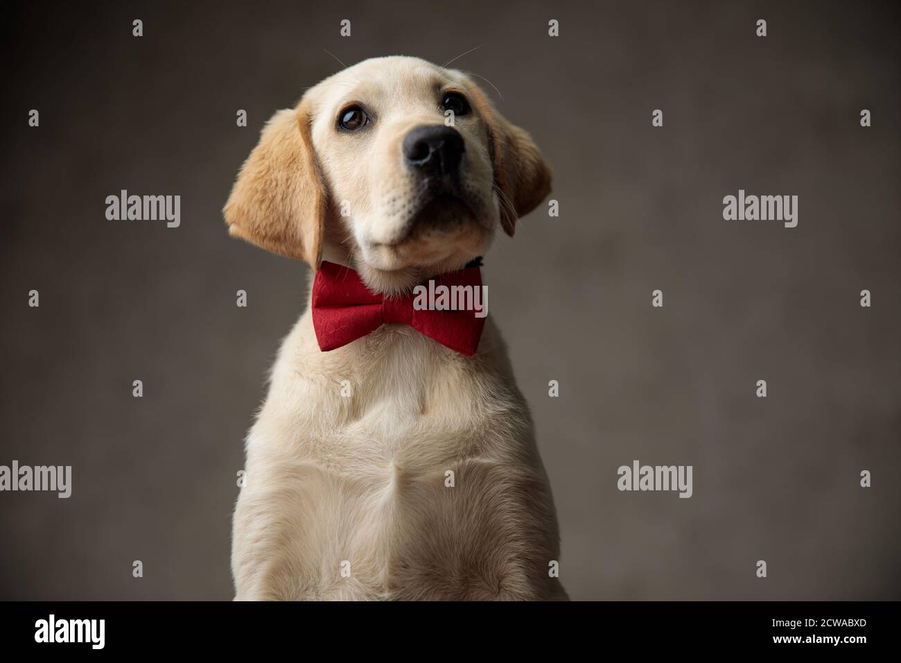 adorable labrador retriever wearing red bowtie and looking up, on beige ...