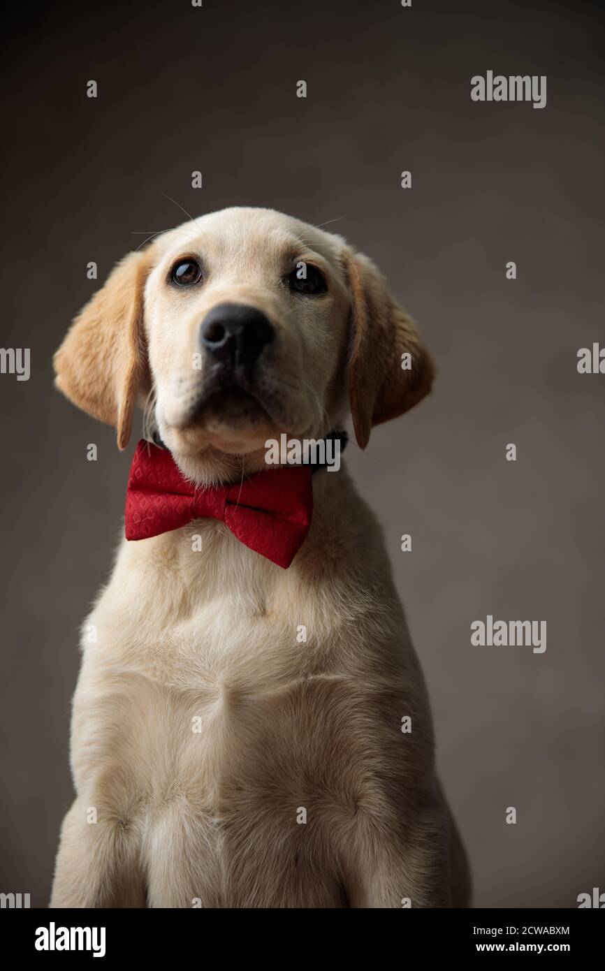 cute labrador retriever wearing red bowtie and looking up, on beige ...