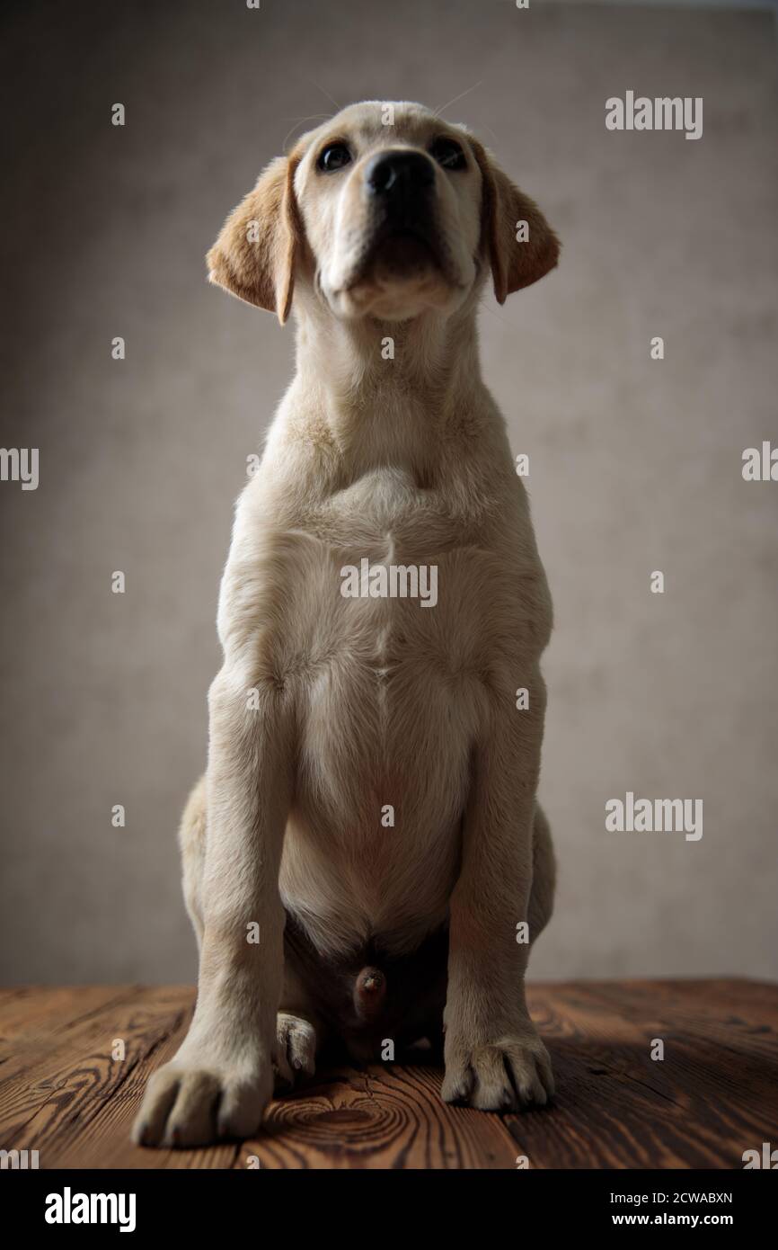 cute labrador retriever looking up and sitting on wooden box, on beige ...