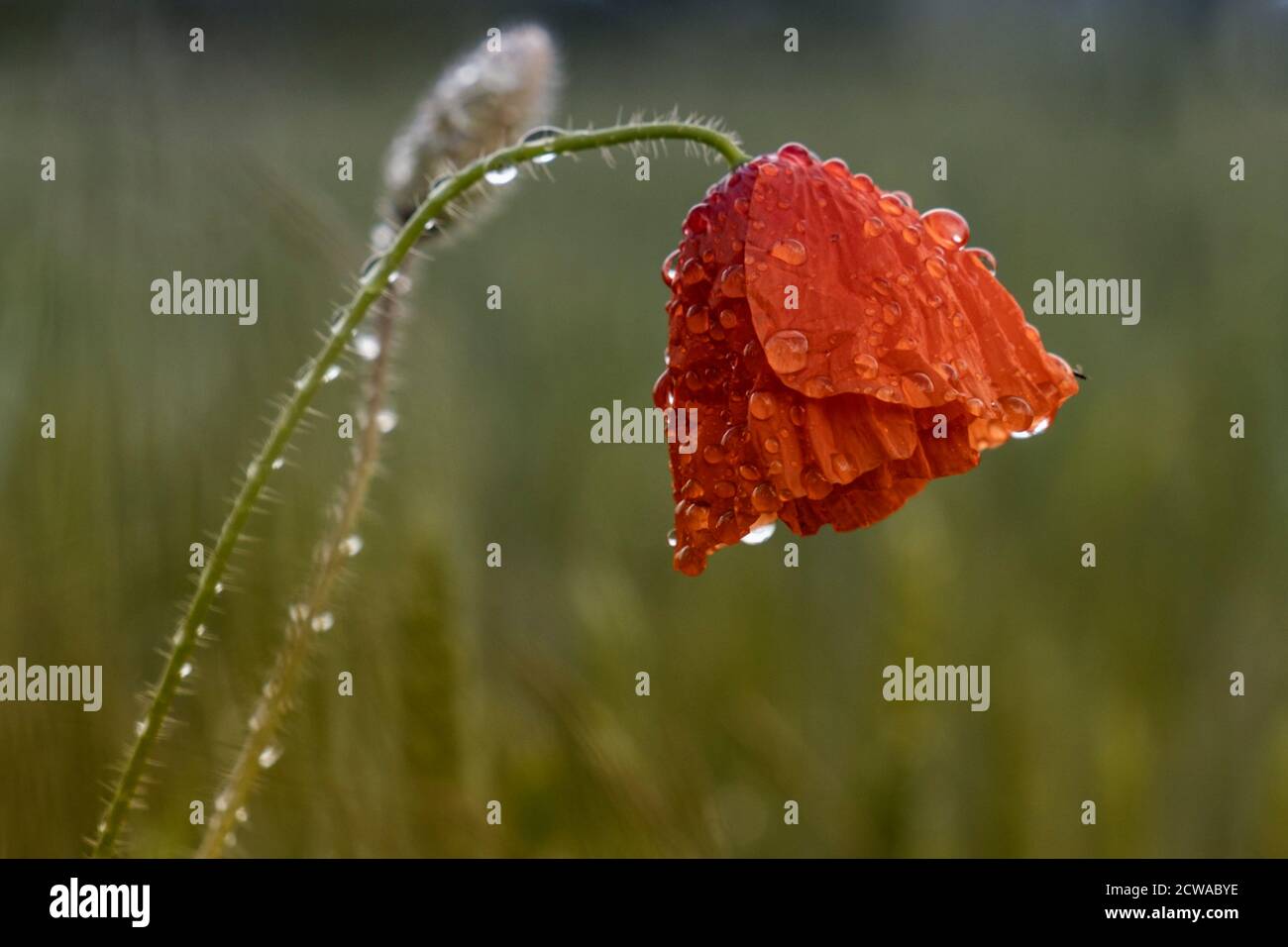 A wet poppy in a field, saturated with droplets of rain. Stock Photo