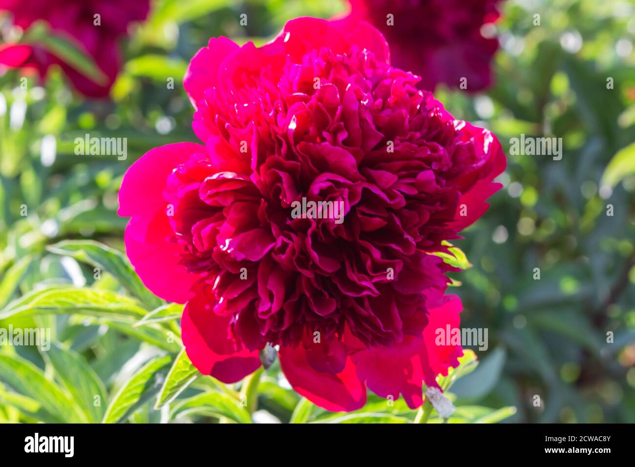 pink peony flower in a botanical garden Stock Photo - Alamy