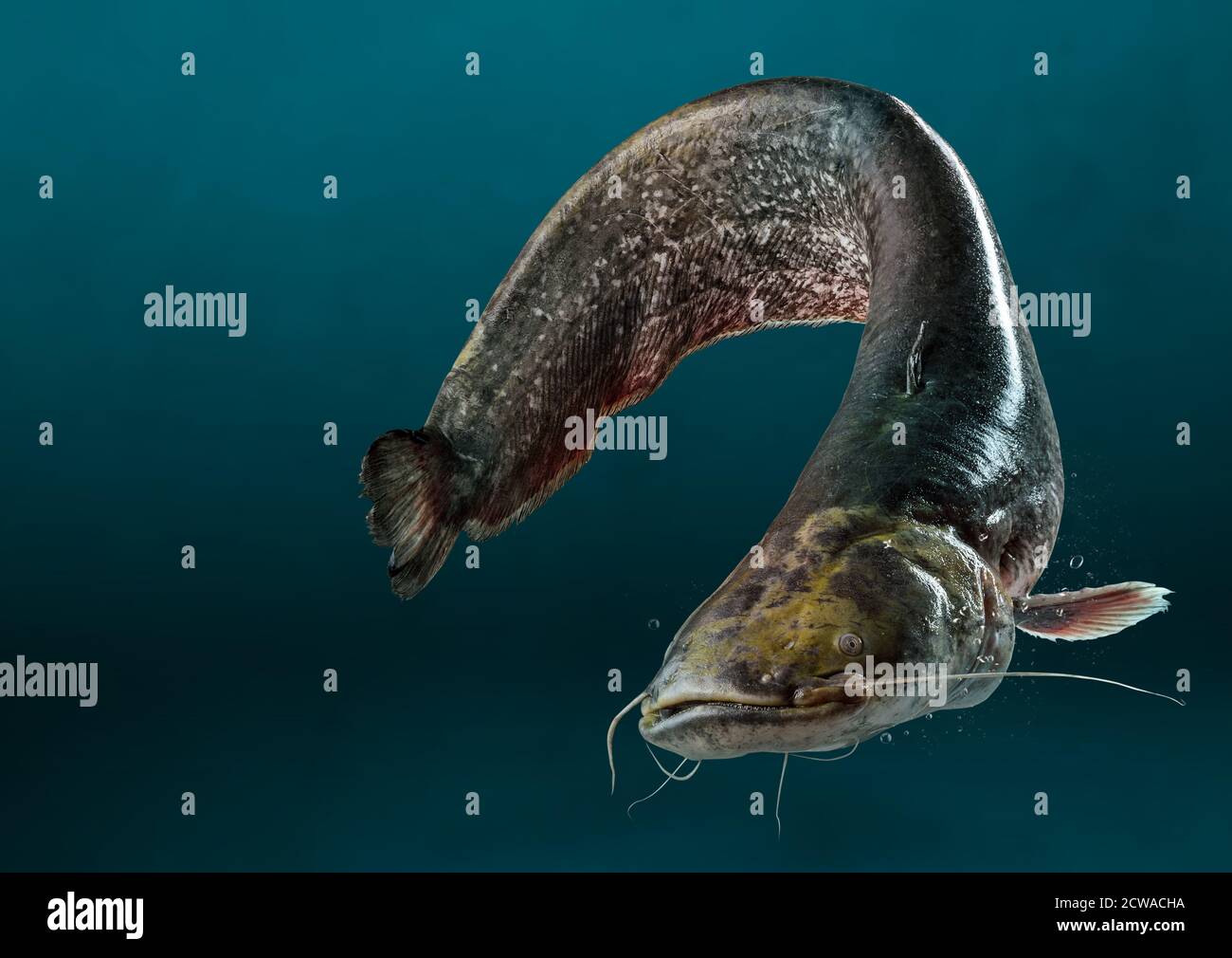 Wild catfish hi-res stock photography and images - Alamy
