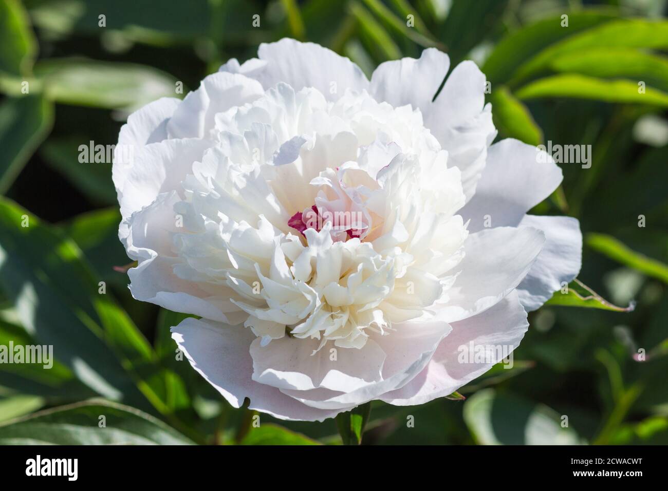 pink peony flower in a botanical garden Stock Photo - Alamy