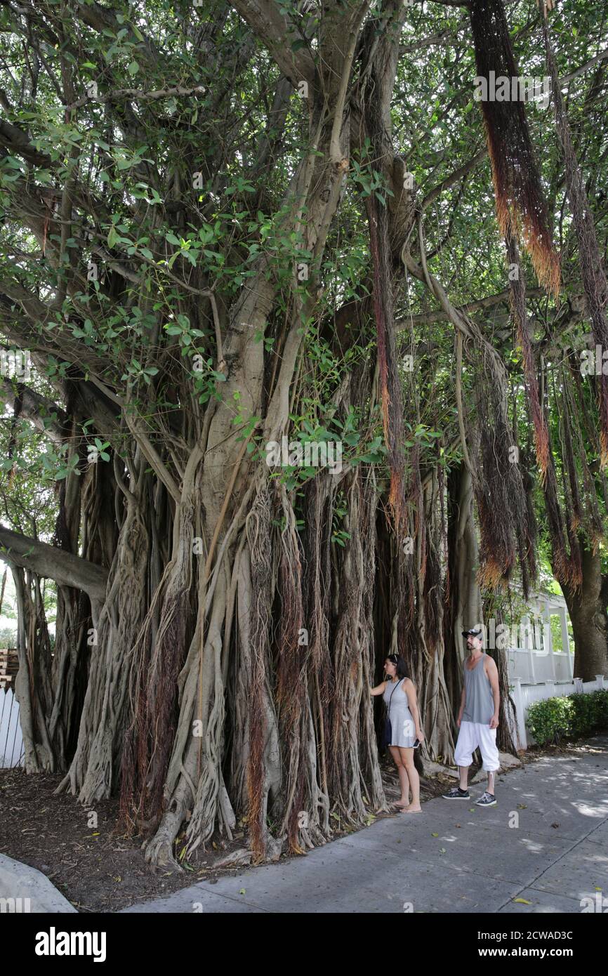 Large ficus tree with air roots at Audubon House & Tropical Gardens. A museum dedicated to the naturalist John James Audubon. Key West, Florida, USA Stock Photo