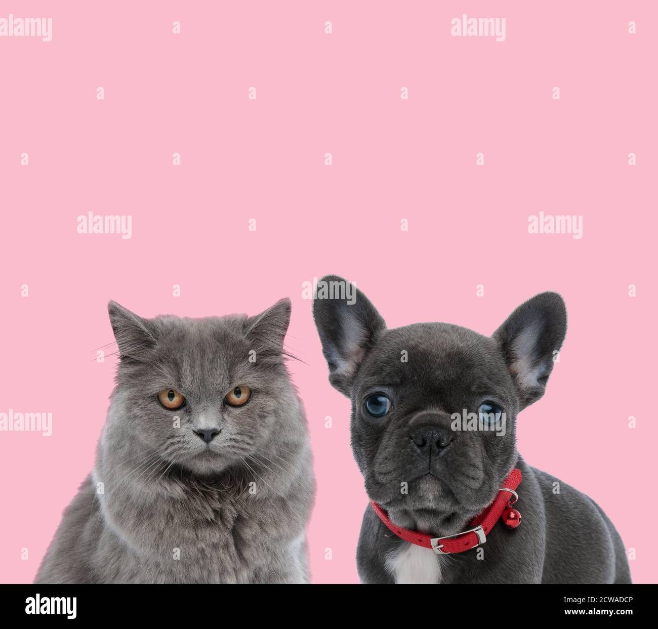 collar for long haired cat